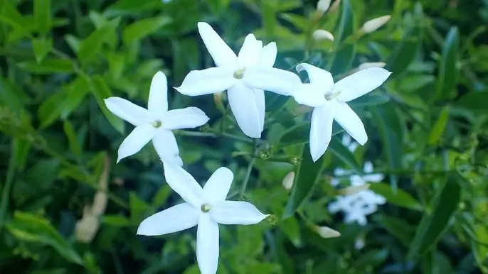 Jasminum azoricum יסמין אזורי Jasminum azoricum יסמין אזורי
